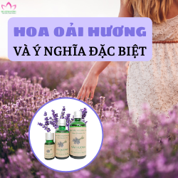 Hoa Oải hương (hoa Lavender) và ý nghĩa đặc biệt của nó