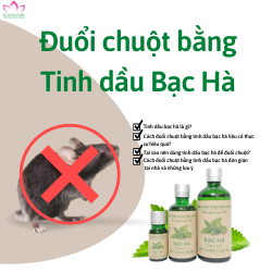 Bạn đã đuổi chuột bằng Tinh dầu Bạc hà đúng cách chưa?